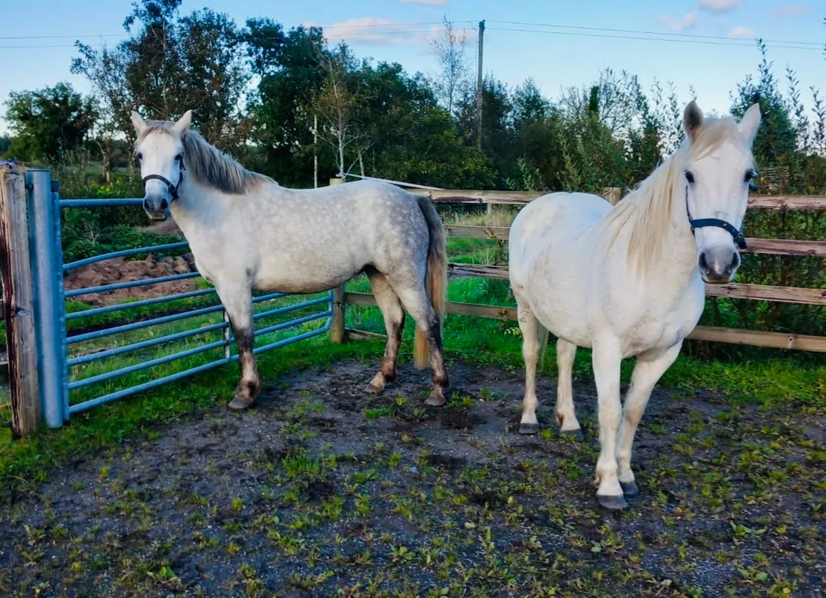 *** 2 Super Class One Mares for Drumshaboo 27th*** - Image 1