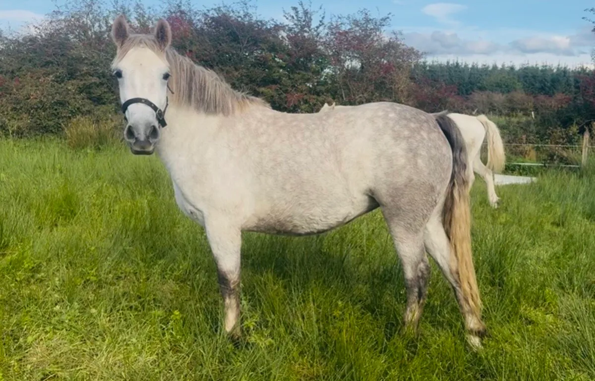 *** 2 Super Class One Mares for Drumshaboo 27th*** - Image 2
