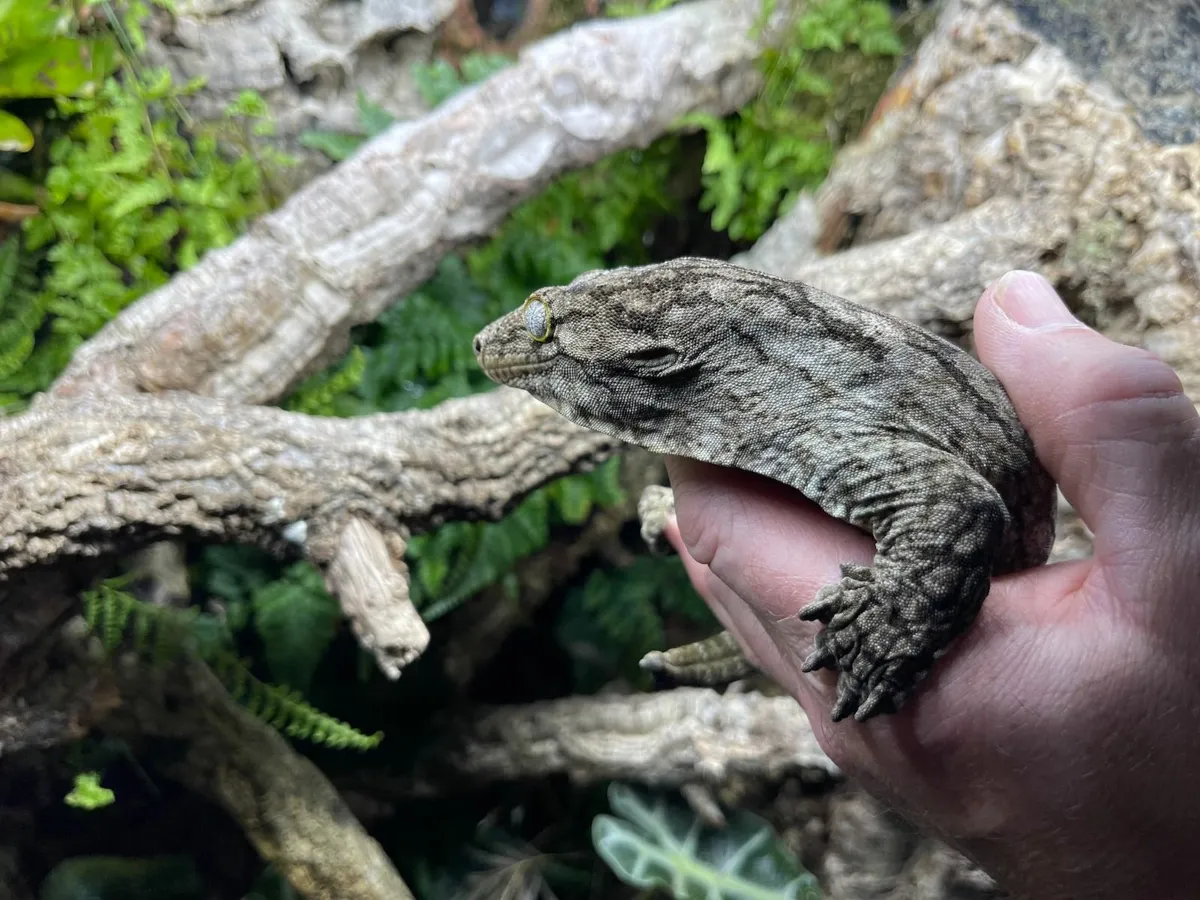 Leachie Gecko and Bio Active Enclosure for sale - Image 1