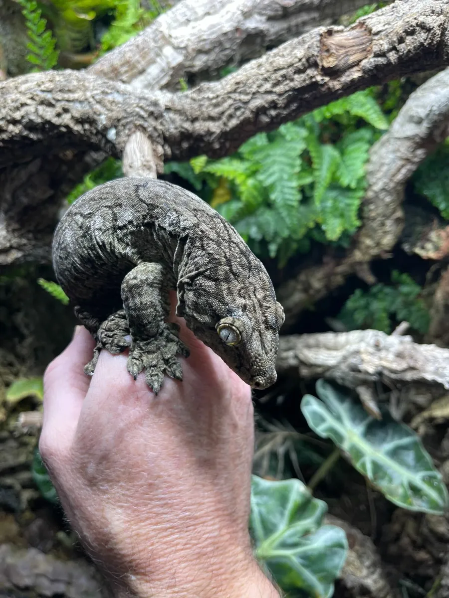 Leachie Gecko and Bio Active Enclosure for sale - Image 2