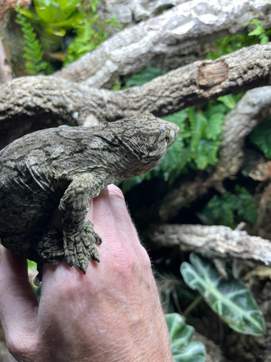 Leachie Gecko and Bio Active Enclosure for sale - Image 3