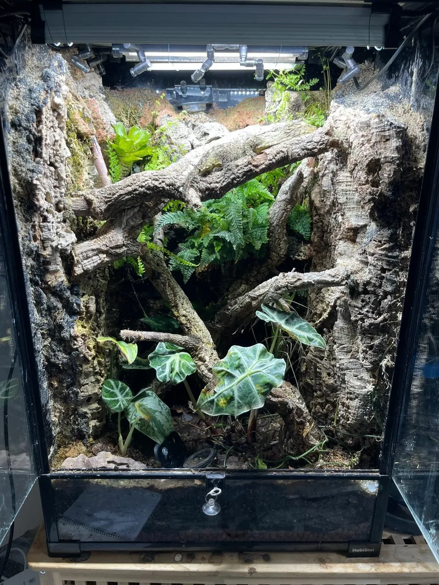 Leachie Gecko and Bio Active Enclosure for sale - Image 4