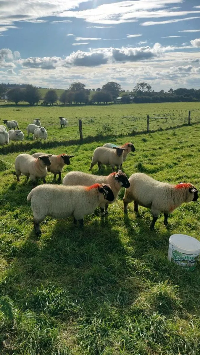 Sheep - Image 1