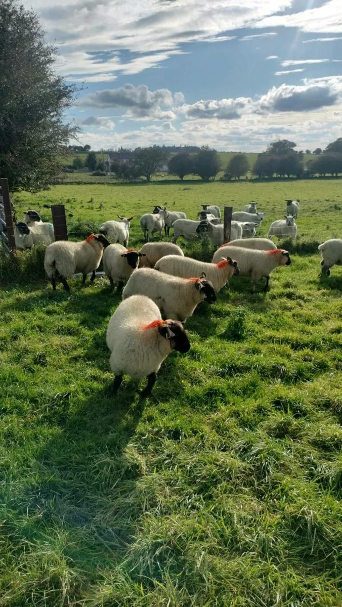 Sheep - Image 2