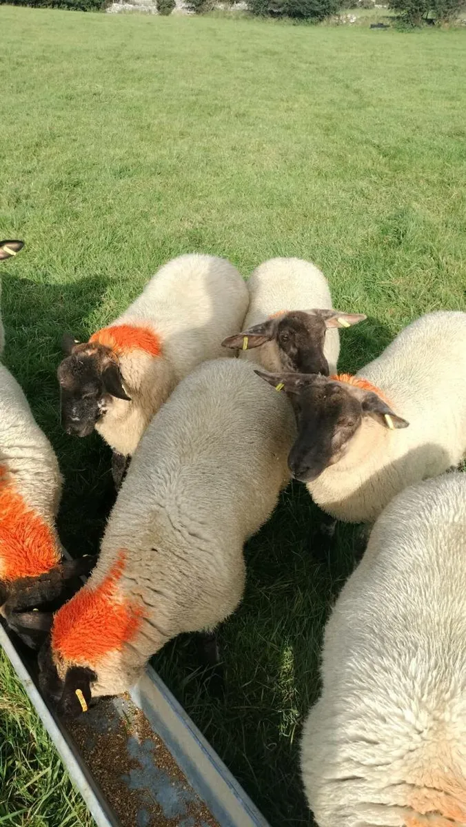 Sheep - Image 3