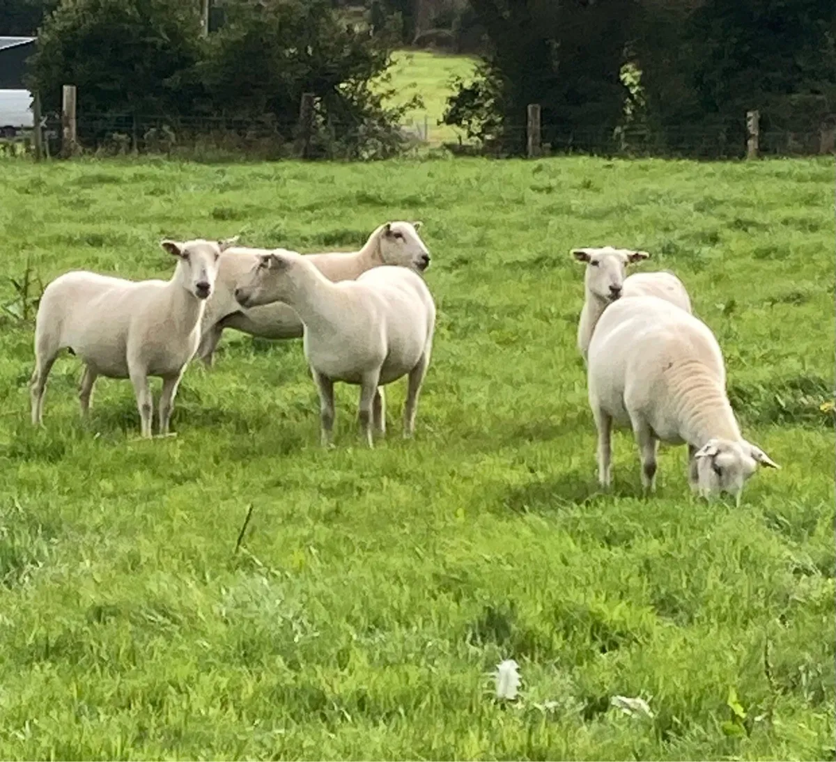 Easycare Ewes - Image 2