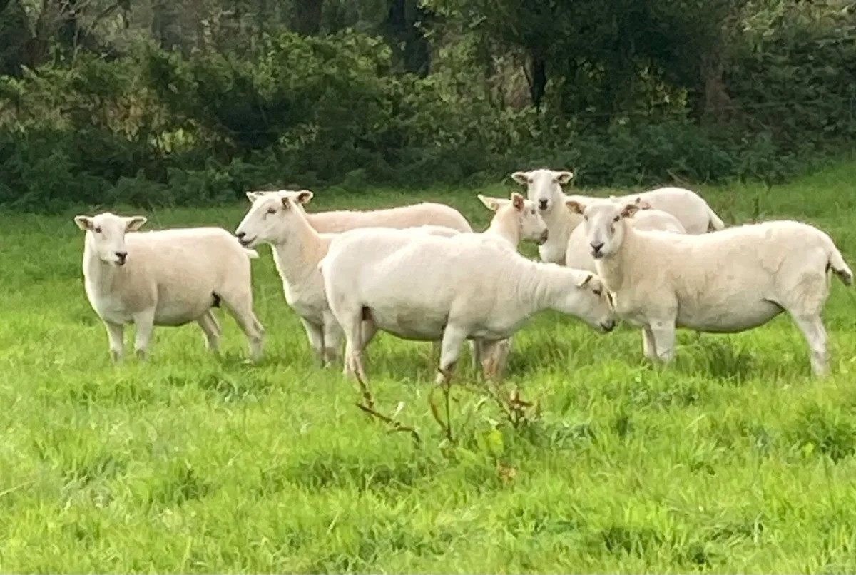 Easycare Ewes - Image 3