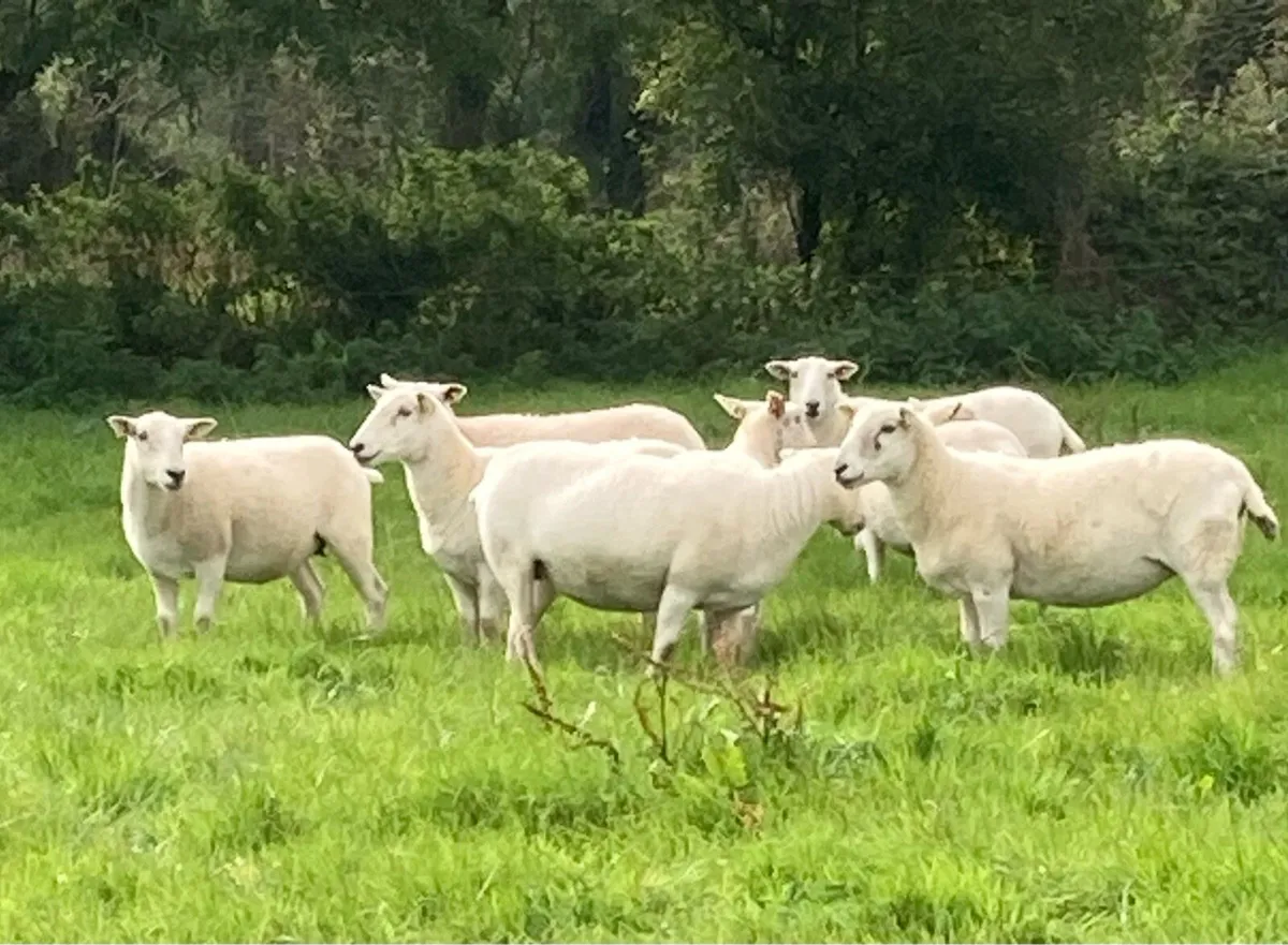 Easycare Ewes - Image 4