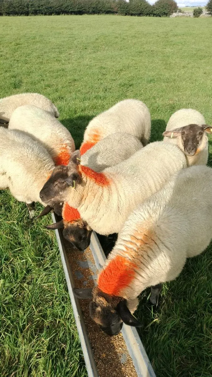 Sheep - Image 4