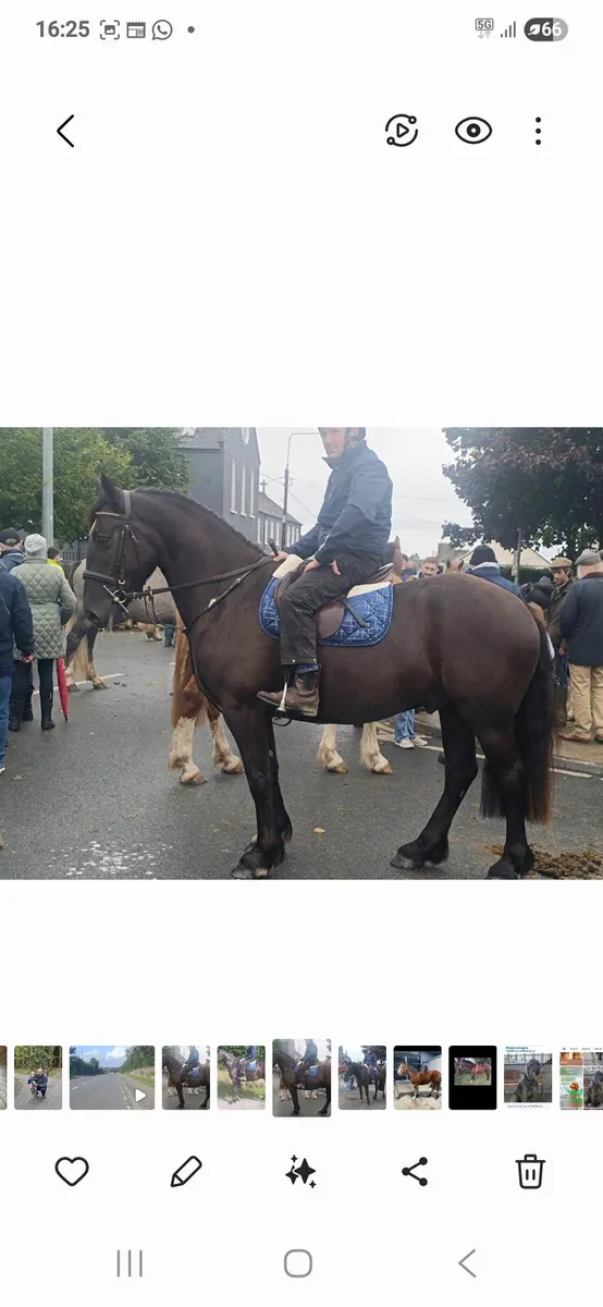 3 yr old cob - Image 1