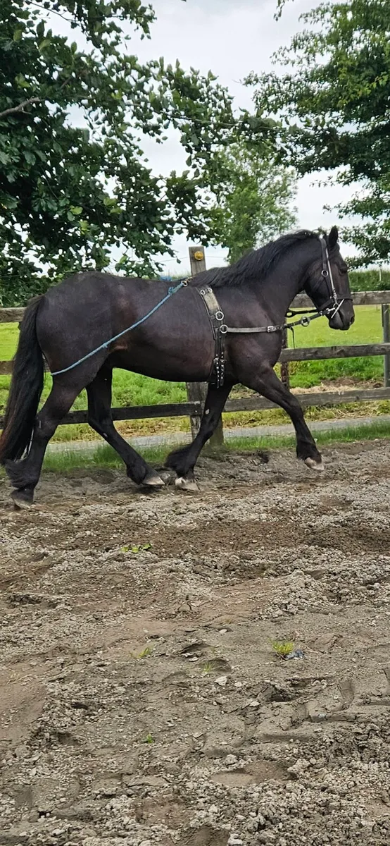 3 yr old cob - Image 2
