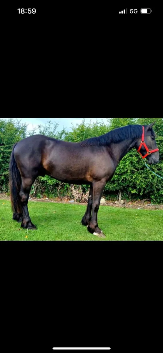 3 yr old cob - Image 3