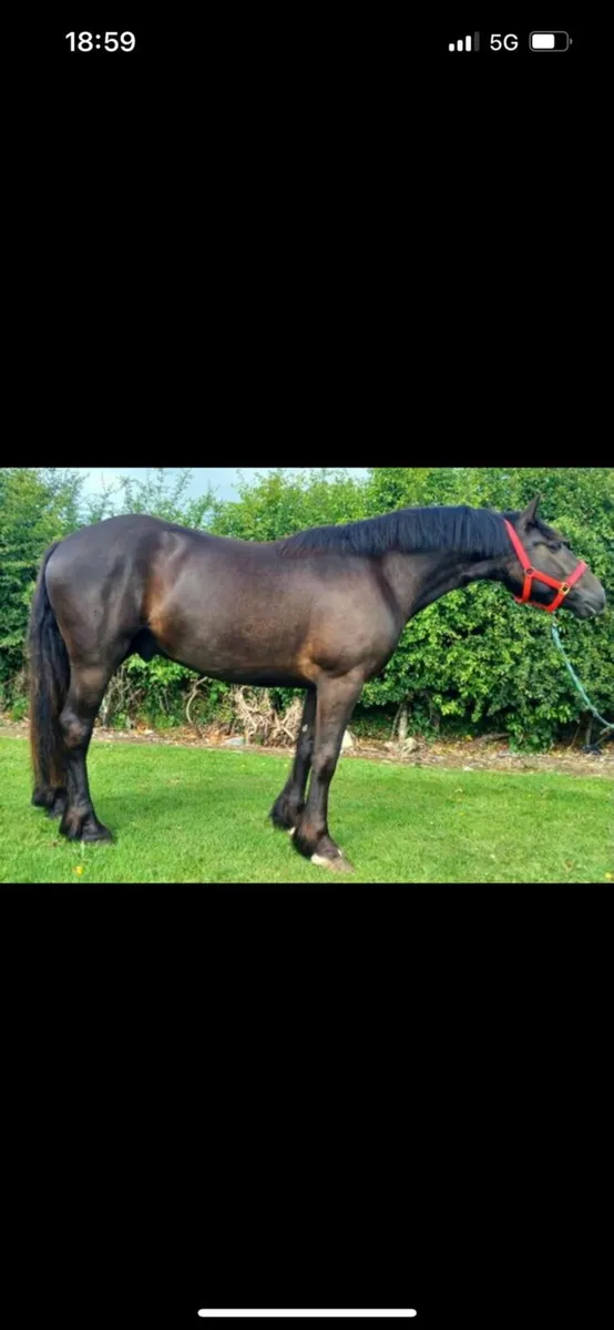 3 yr old cob - Image 4