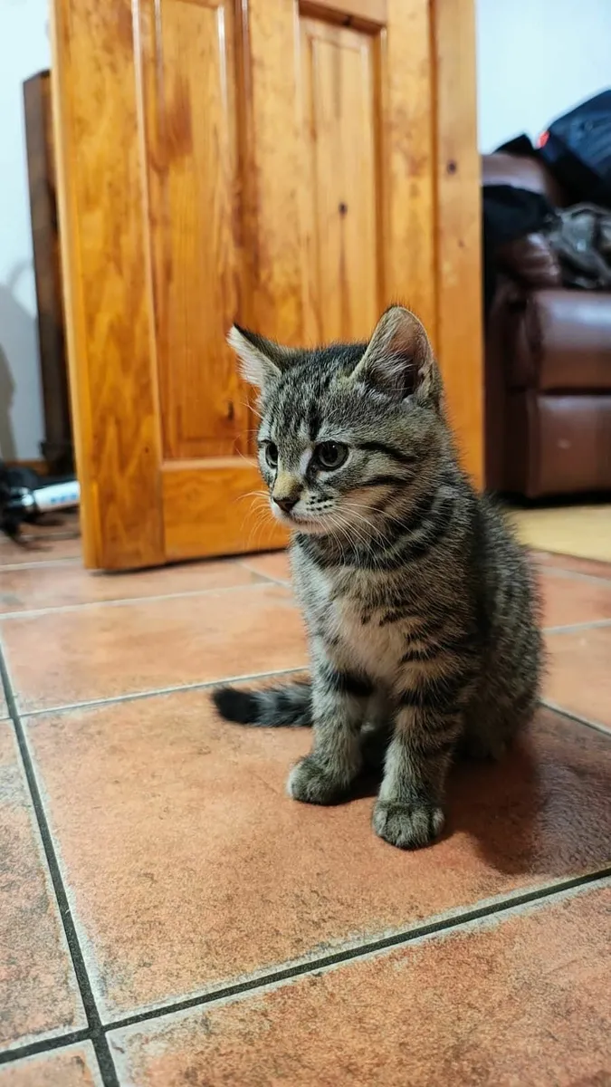 A lovely kitten 2.5 months old - Fully Vaccinated - Image 2