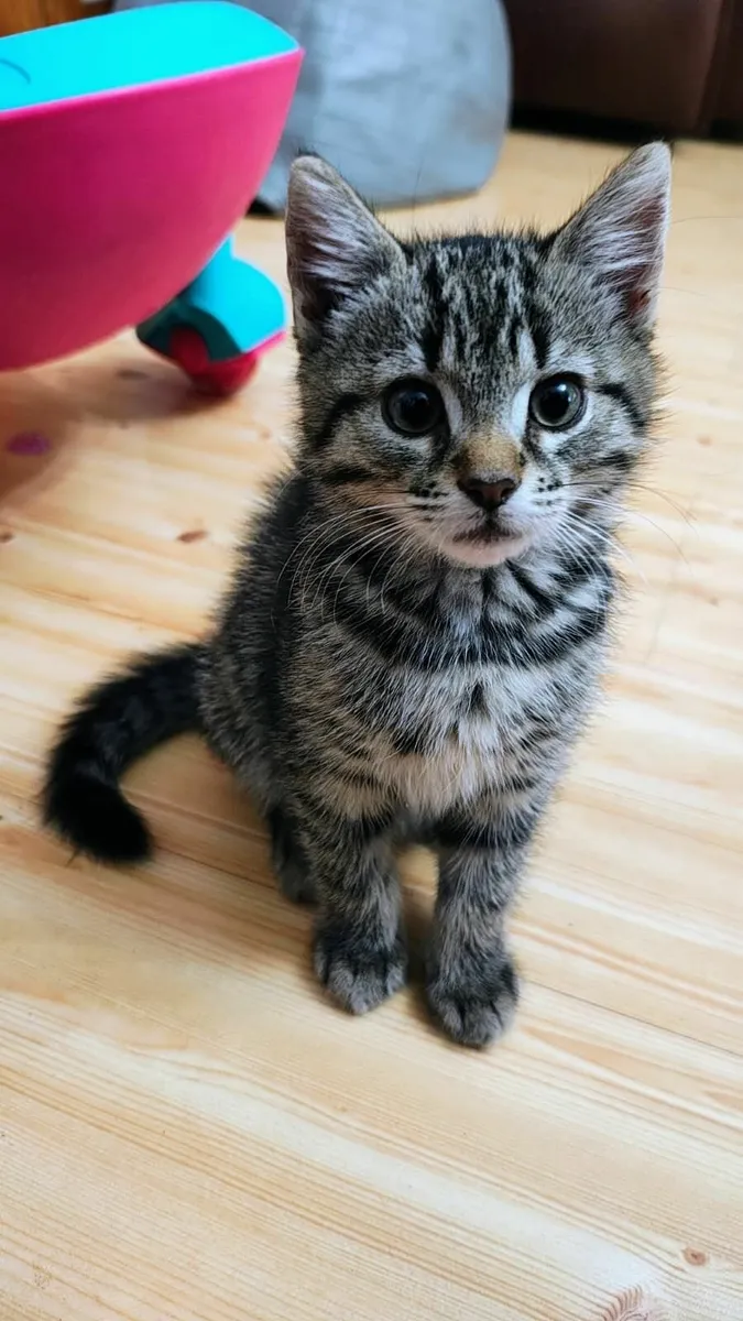 A lovely kitten 2.5 months old - Fully Vaccinated - Image 1