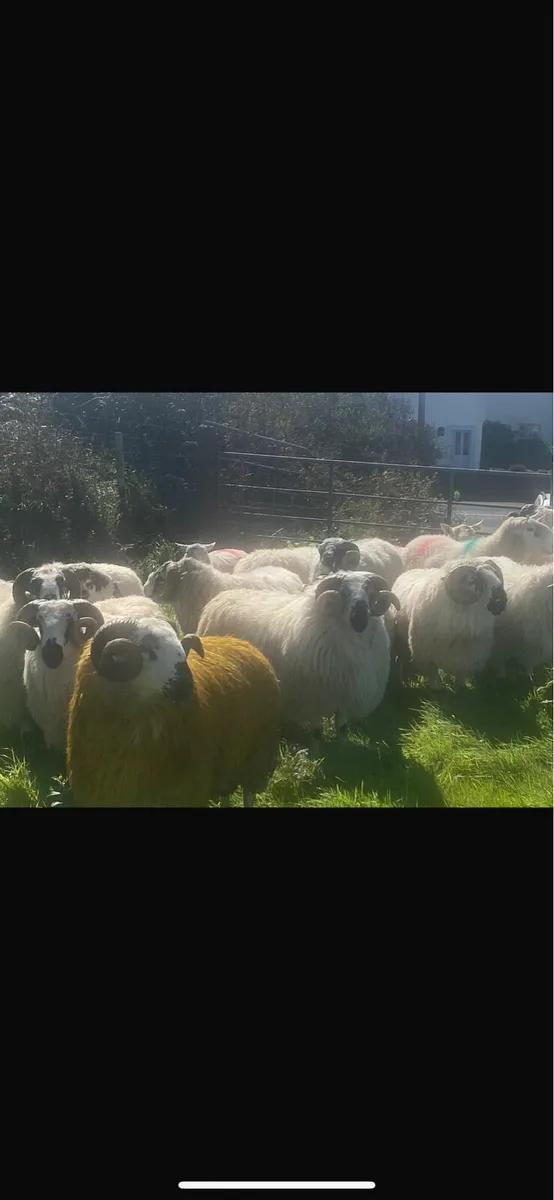 Rams SIS approved - Image 1