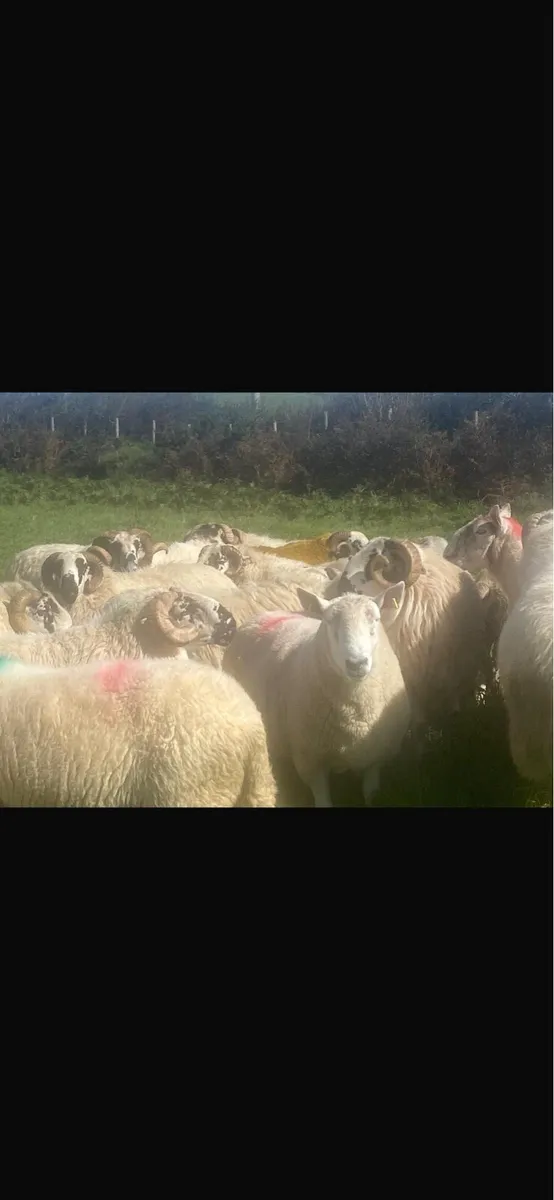 Rams SIS approved - Image 2