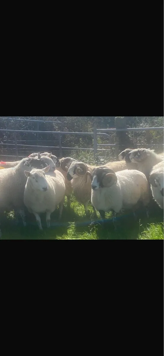 Rams SIS approved - Image 3