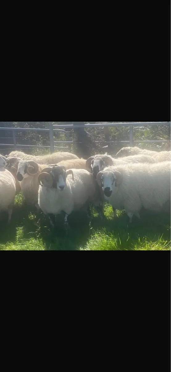 Rams SIS approved - Image 4