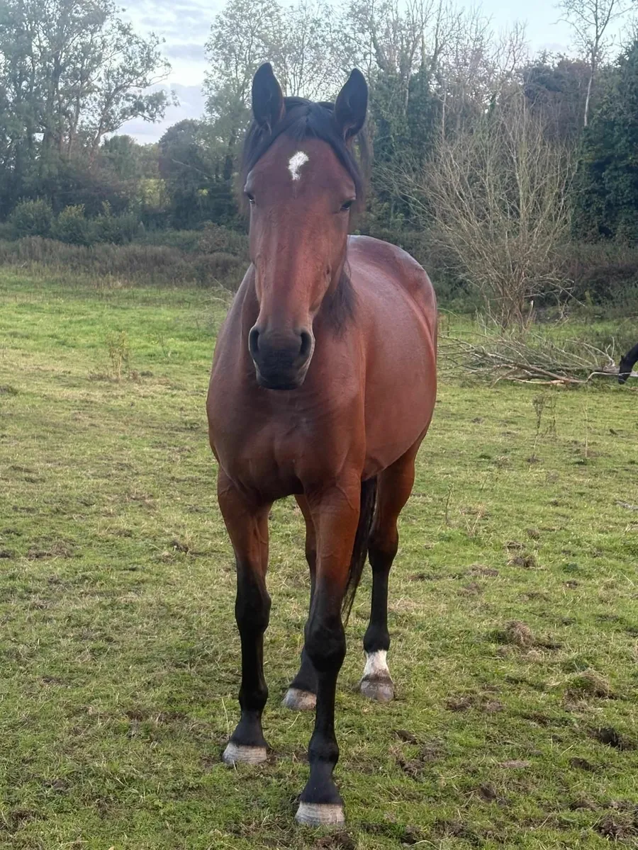 Filly - Image 1