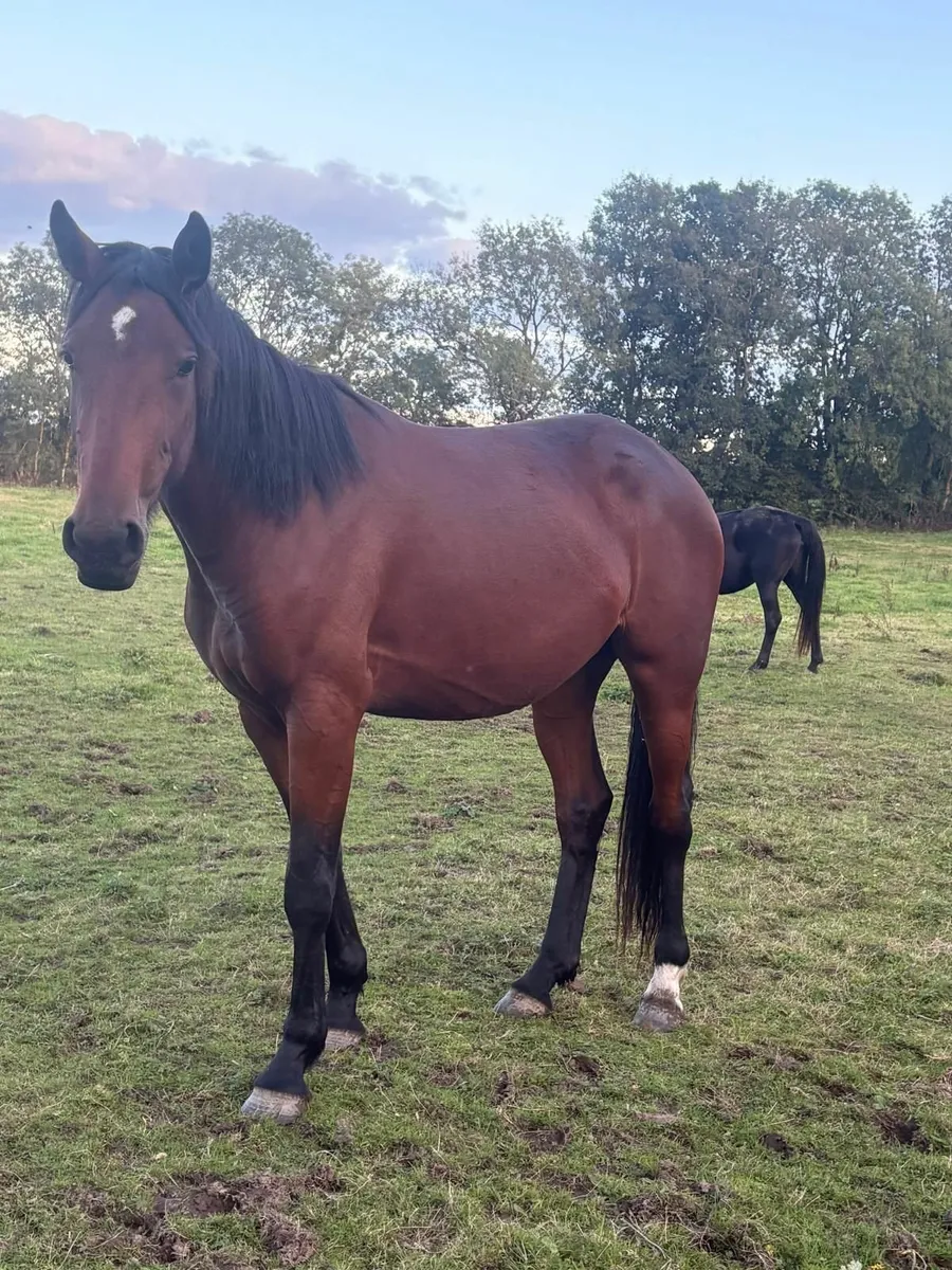 Filly - Image 2