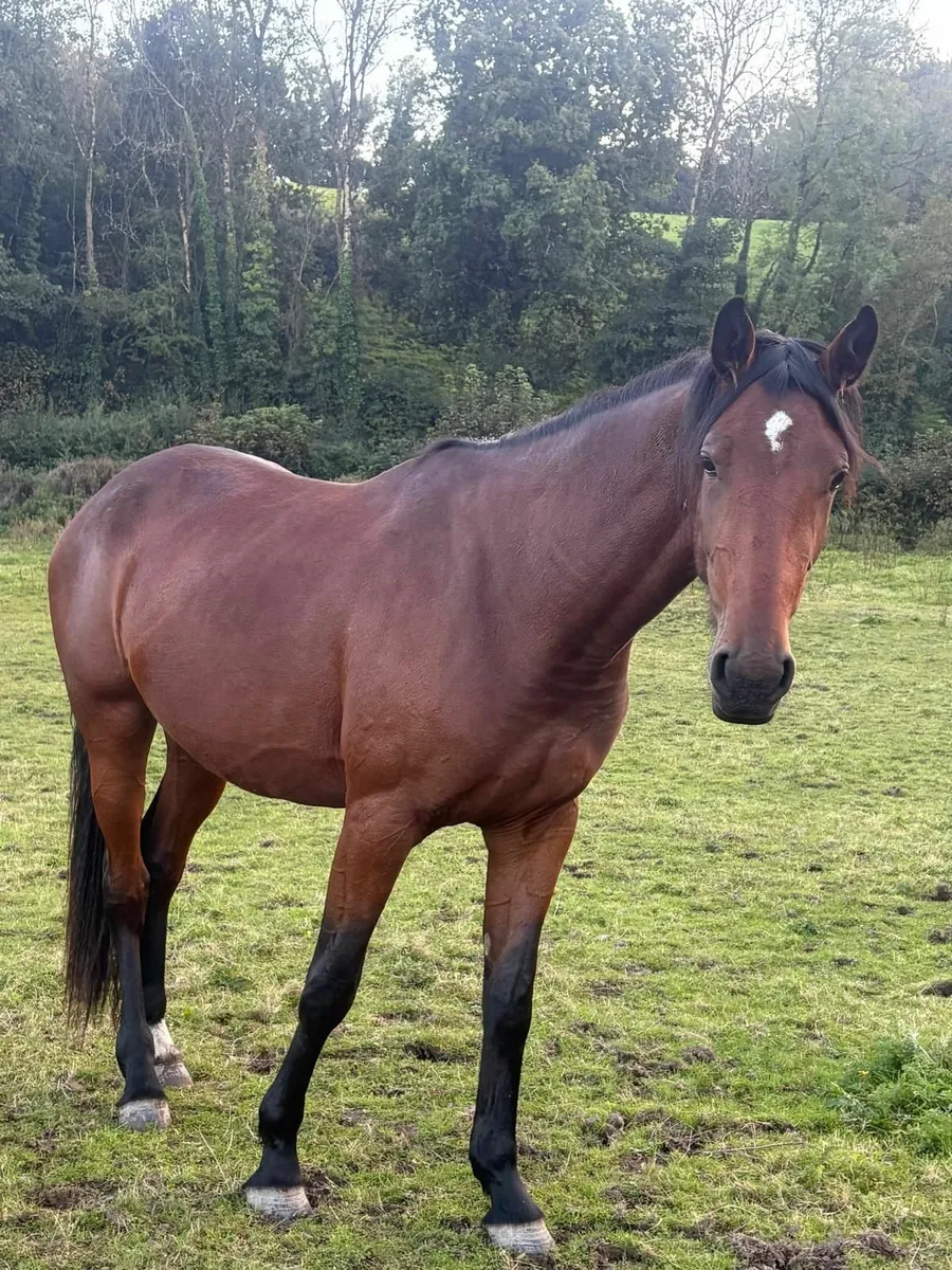 Filly - Image 3