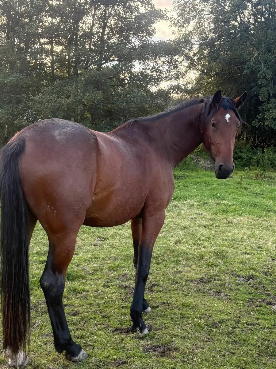 Filly - Image 4