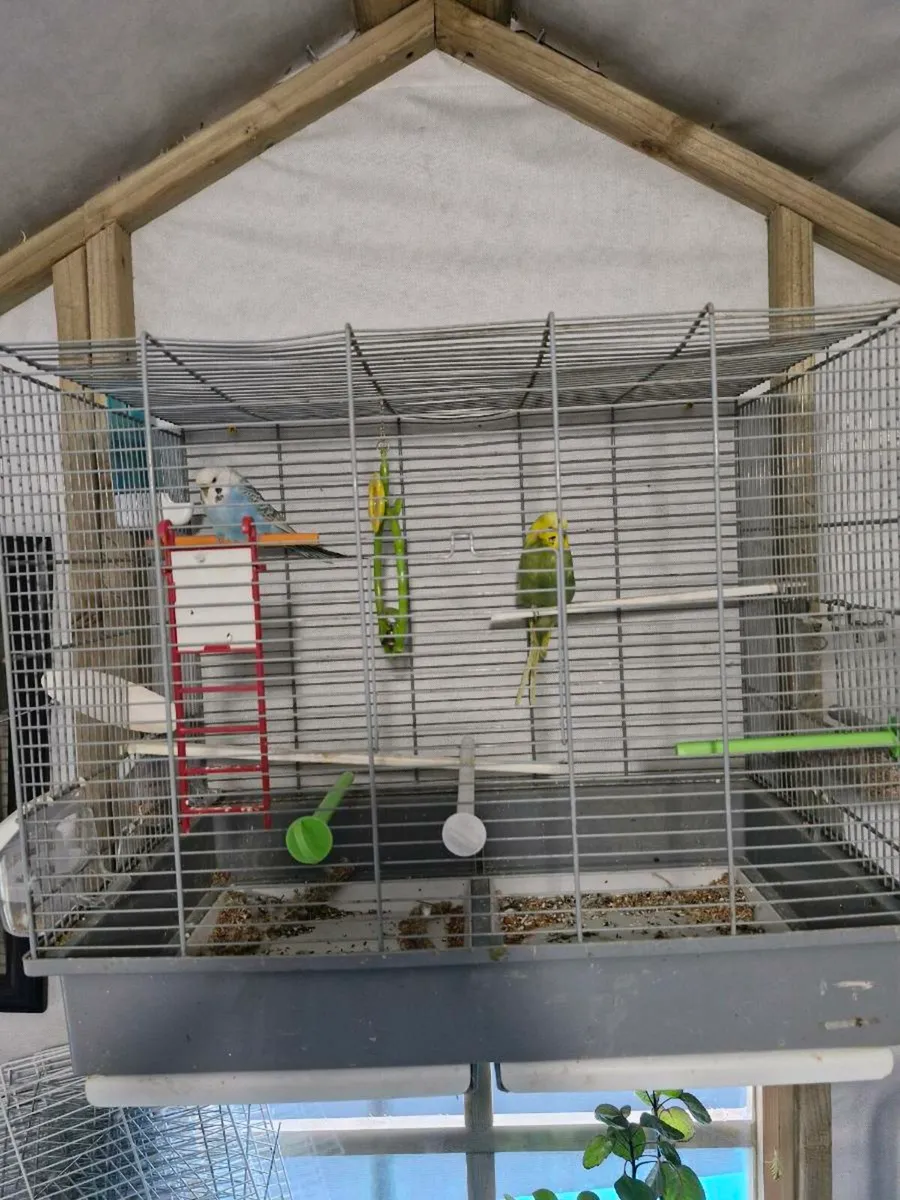 Budgies and cage - Image 1