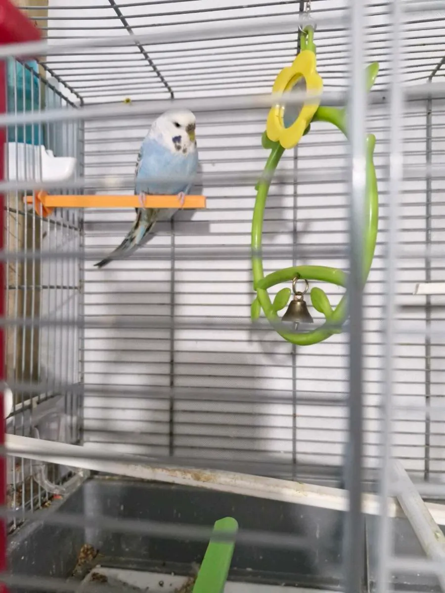 Budgies and cage - Image 3