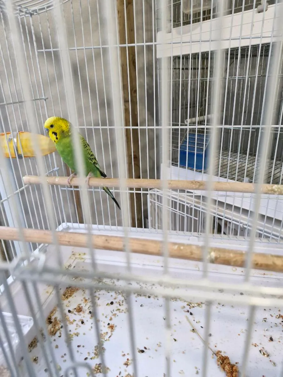 Budgies and cage - Image 4