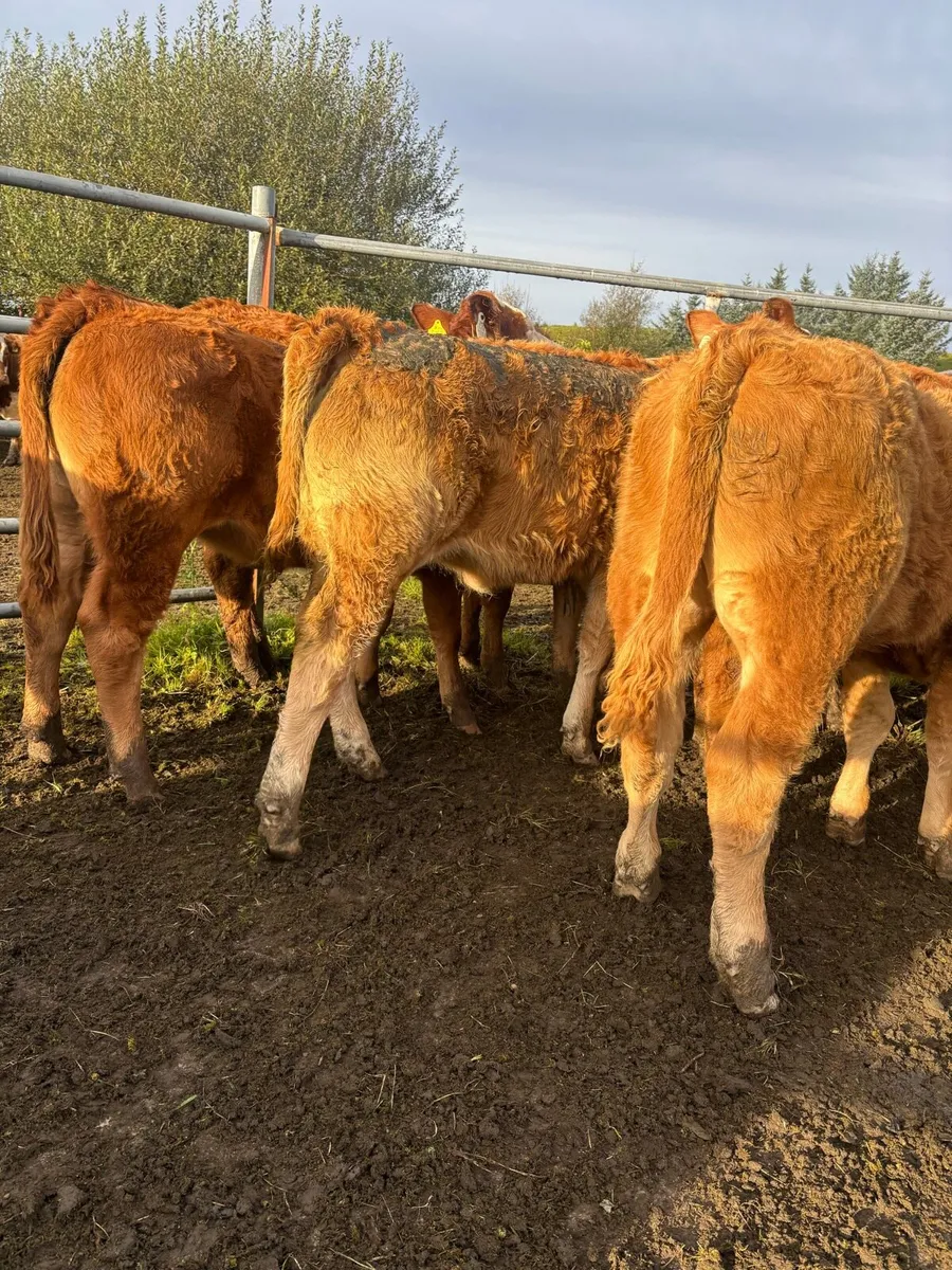 Weanlings for gort - Image 1