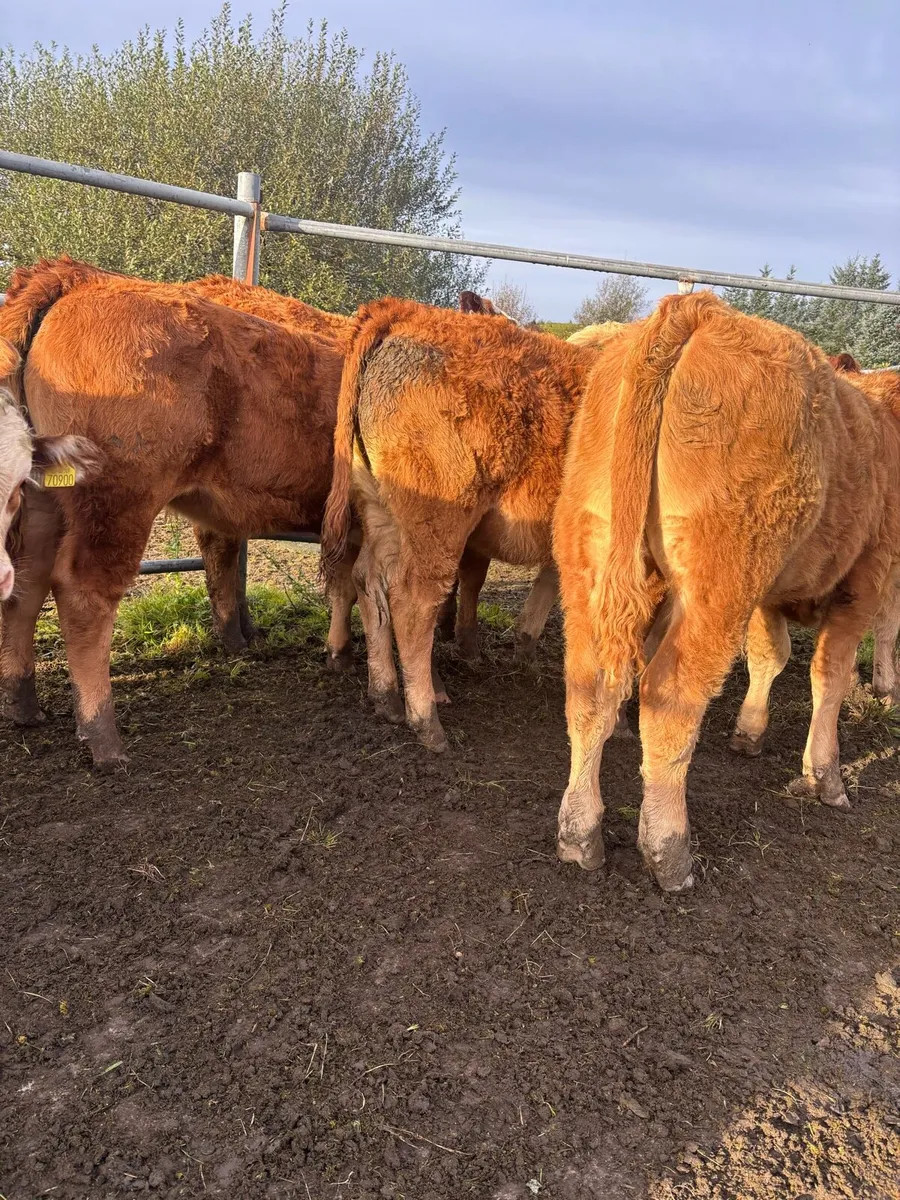 Weanlings for gort - Image 2