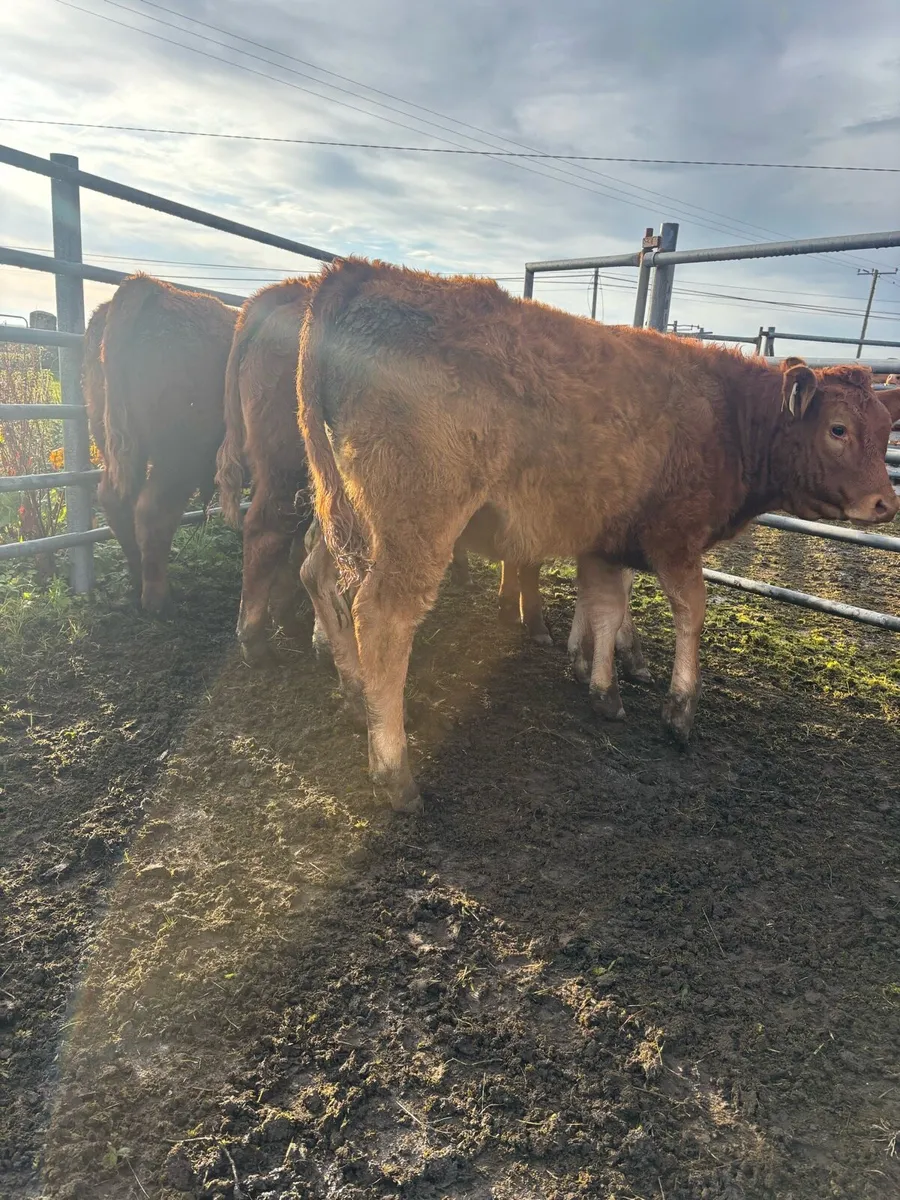 Weanlings for gort - Image 3