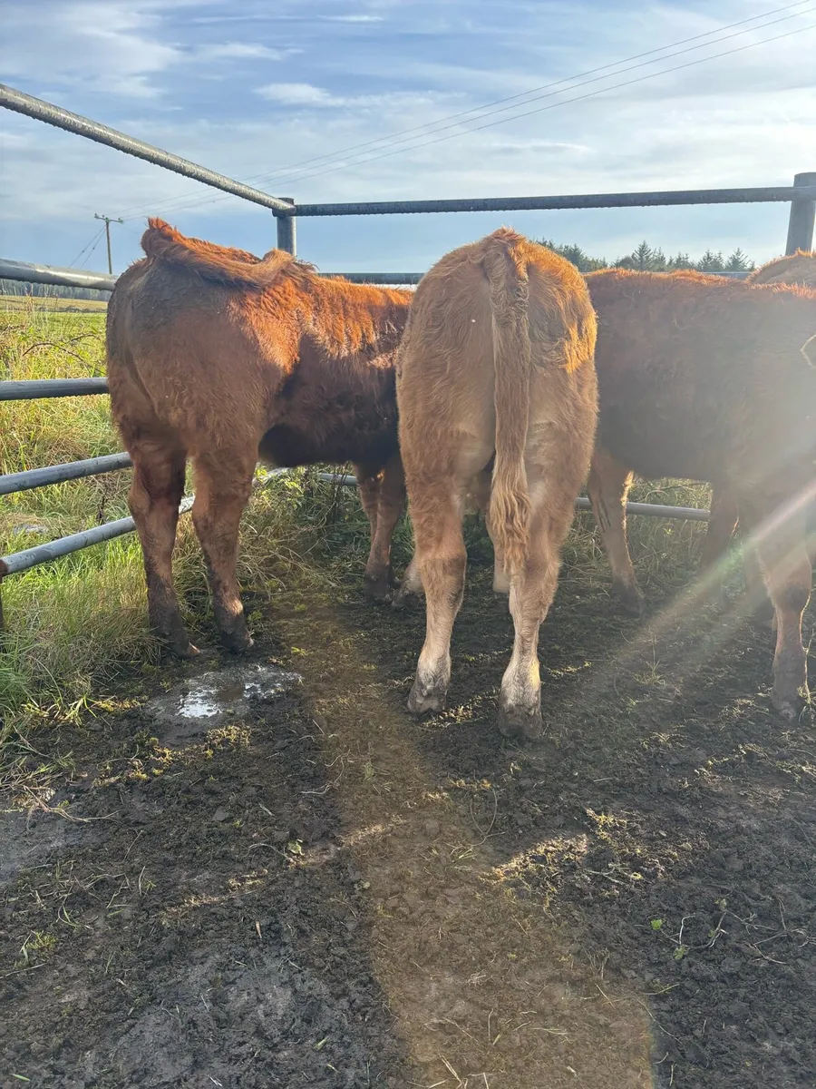 Weanlings for gort - Image 4