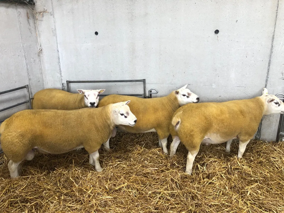 Texel Shearling Rams - Image 4