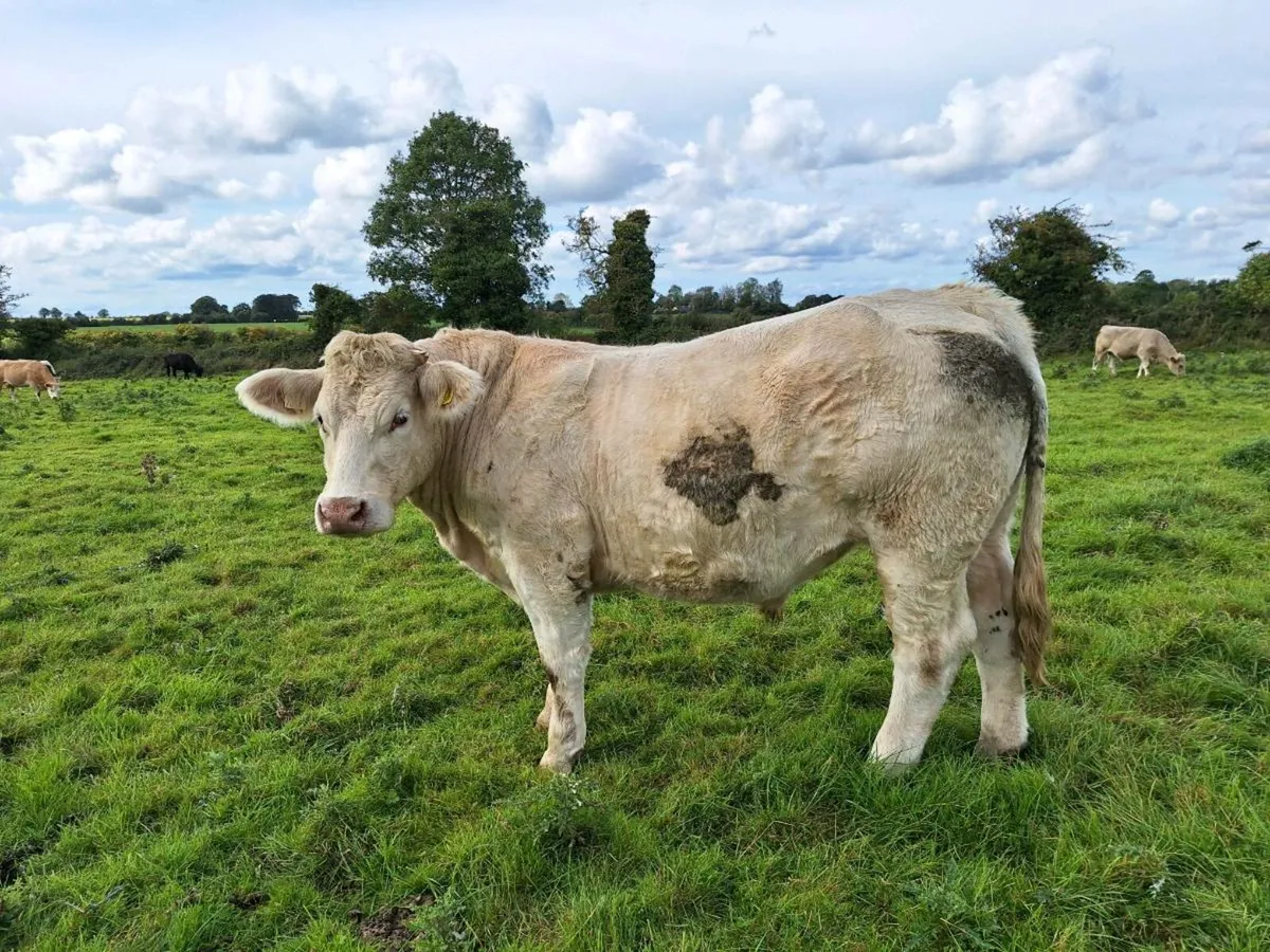 Organic Bullocks - Image 2