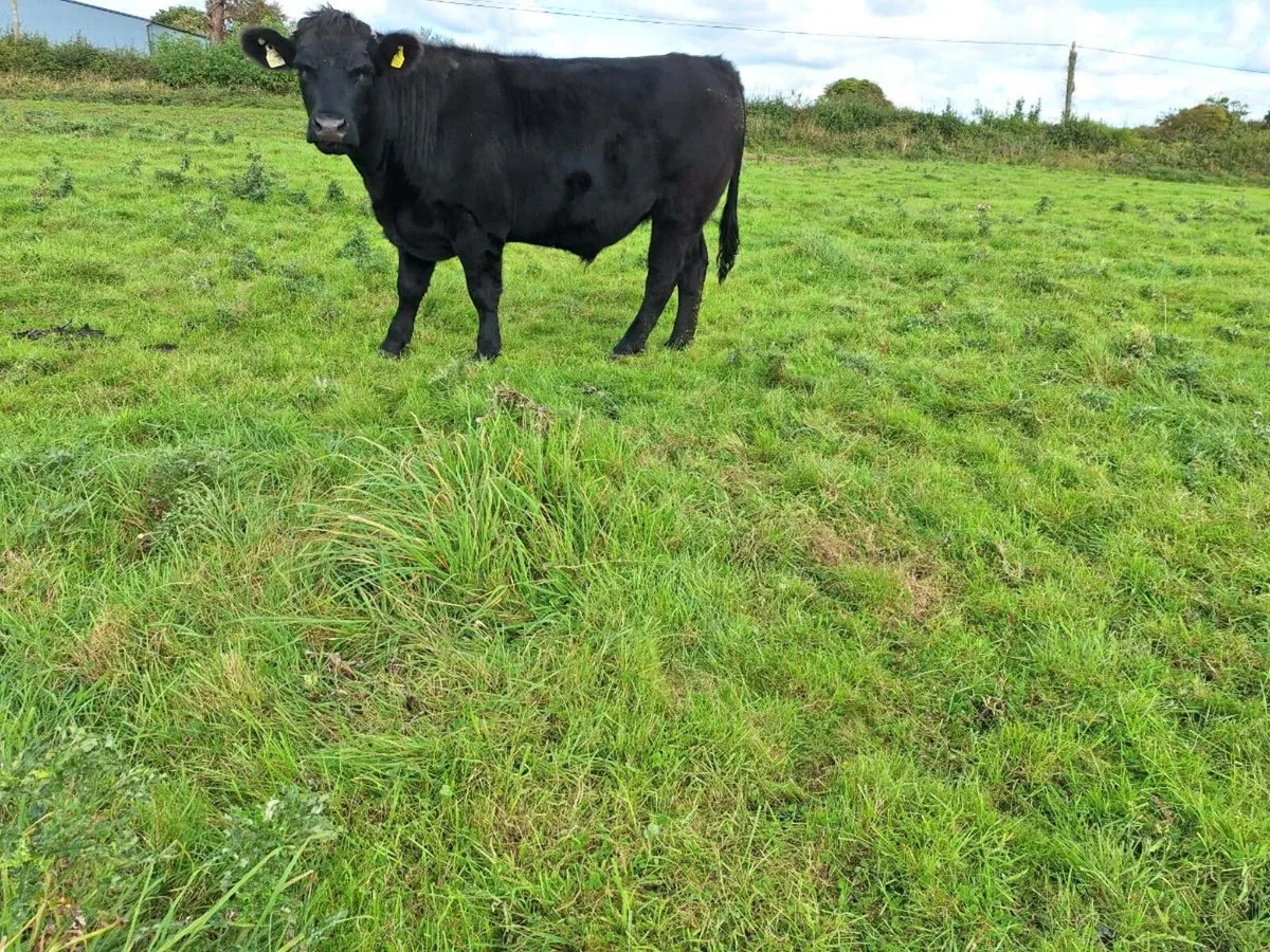 Organic Bullocks - Image 3