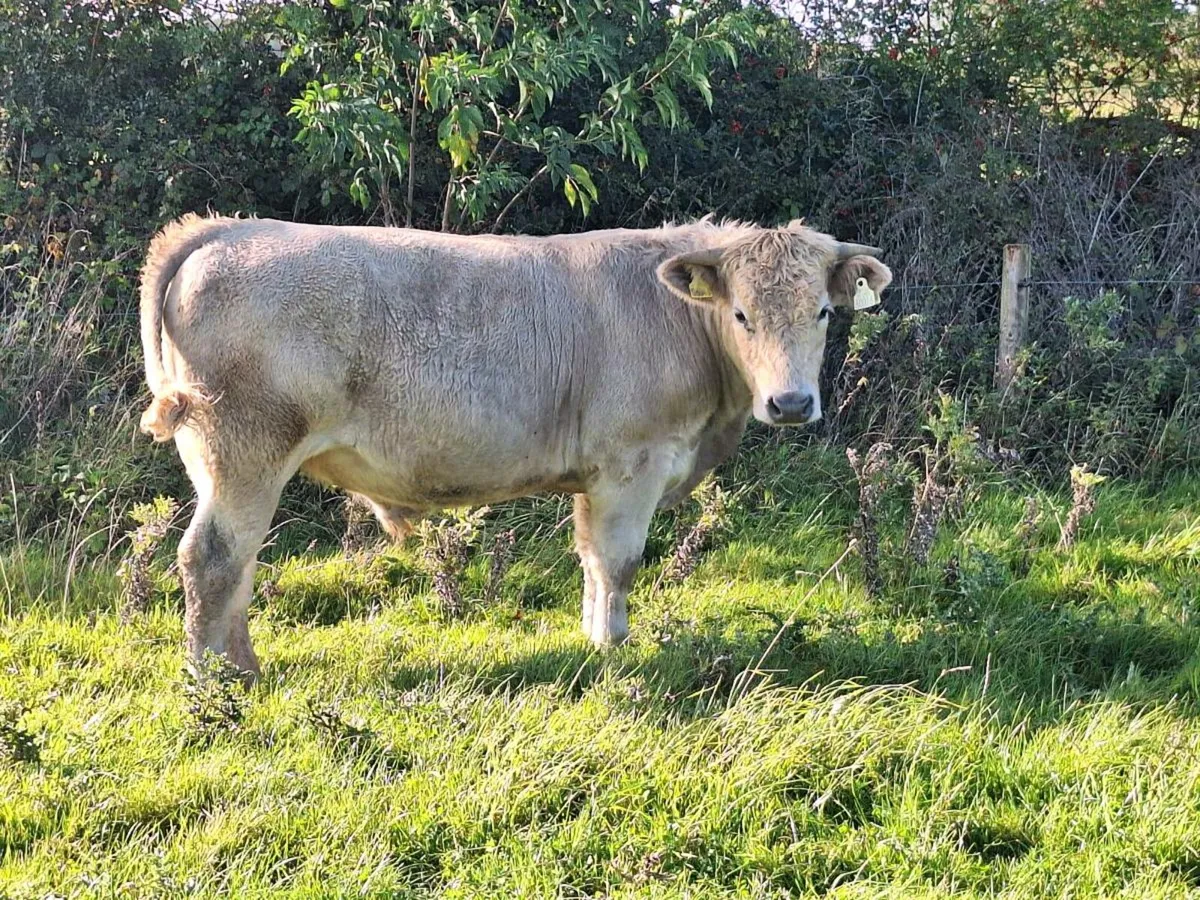 Organic Bullocks - Image 4