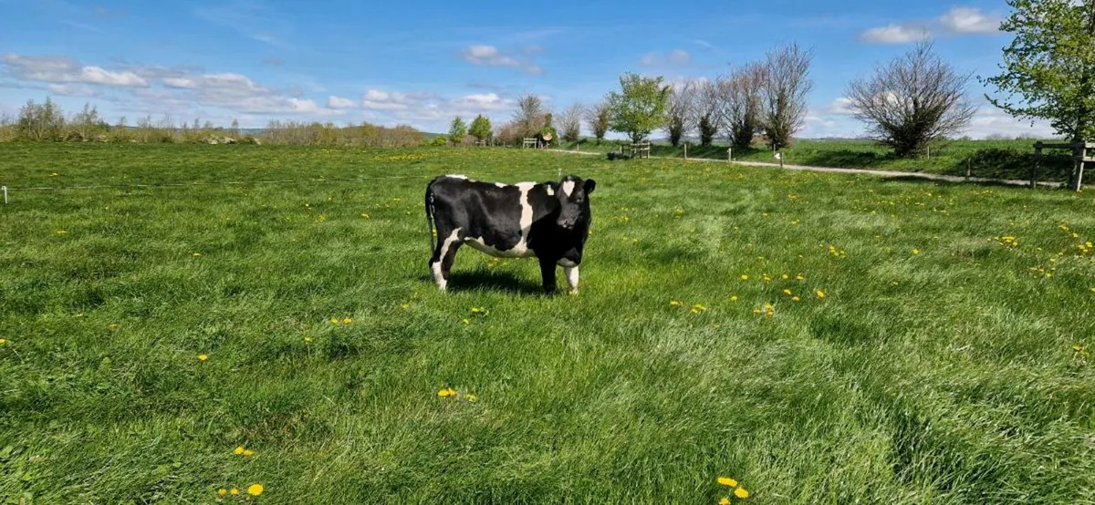 Incalf Heifers - Image 1