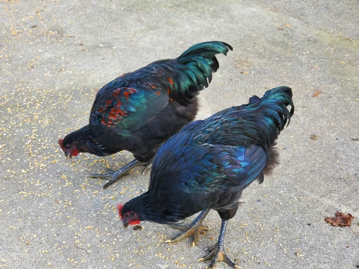 Jersey Giant Cockerels for sale - Image 1