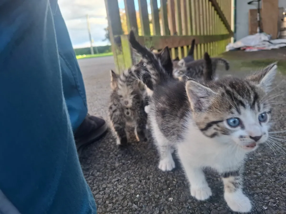 Cats - Image 1