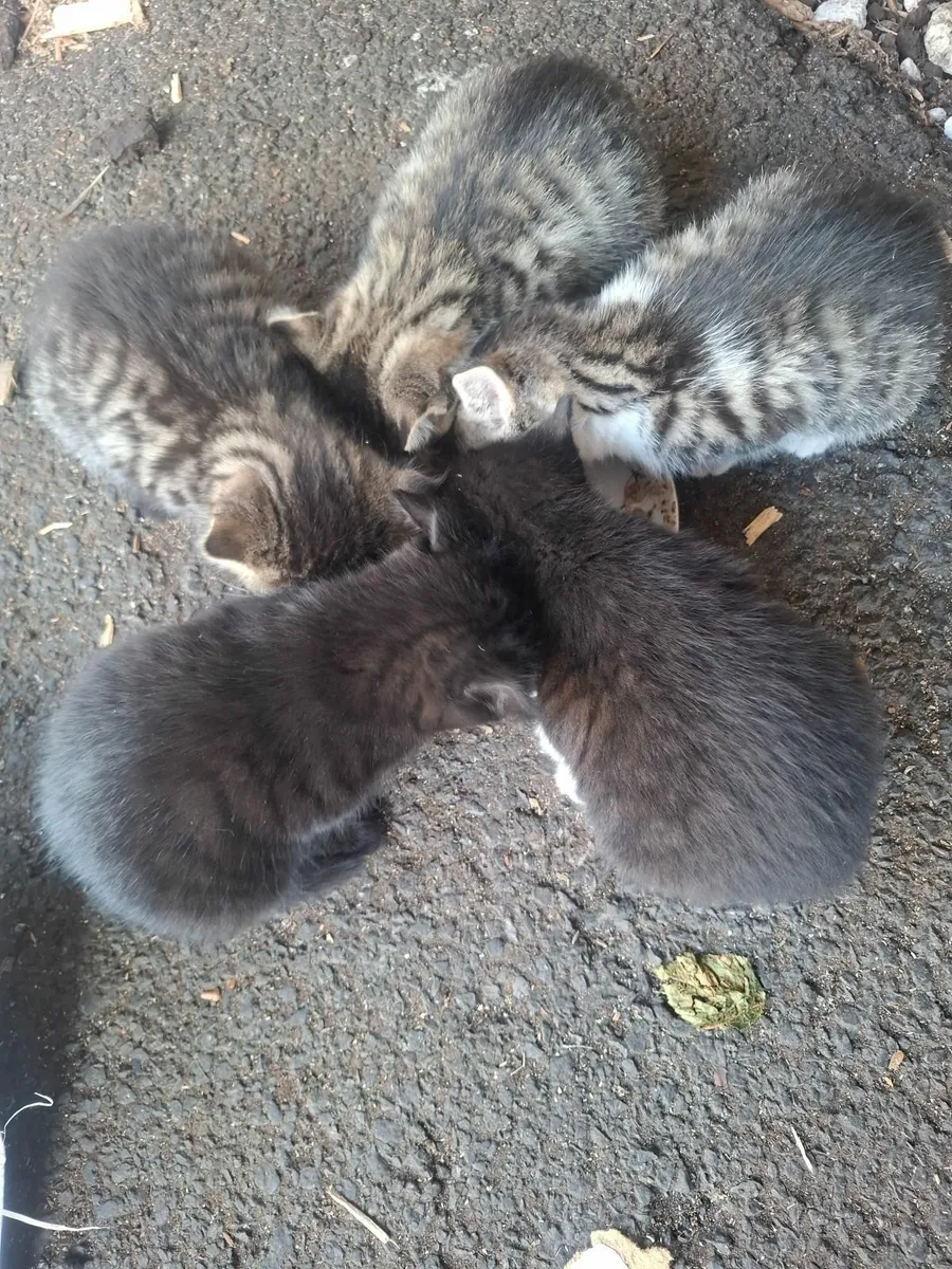 Cats - Image 2