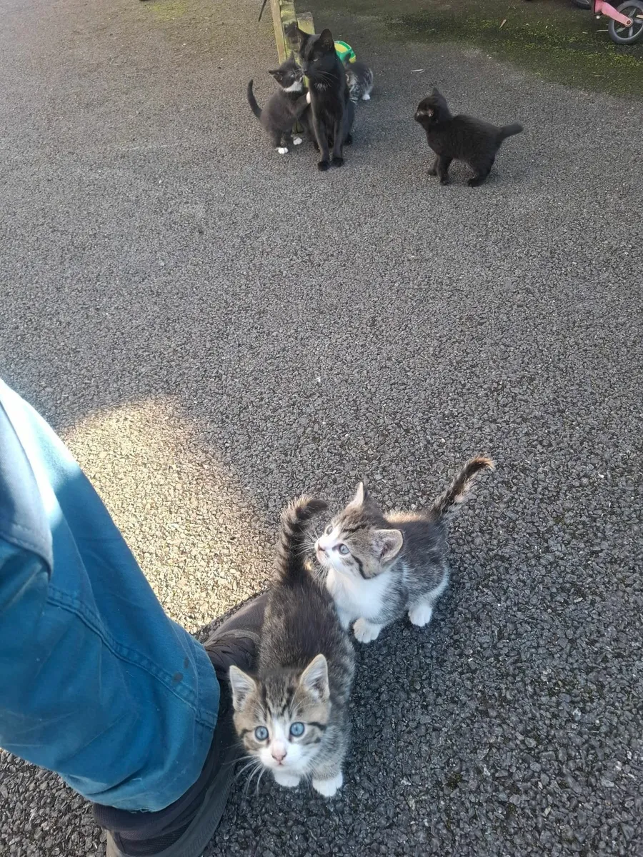 Cats - Image 3