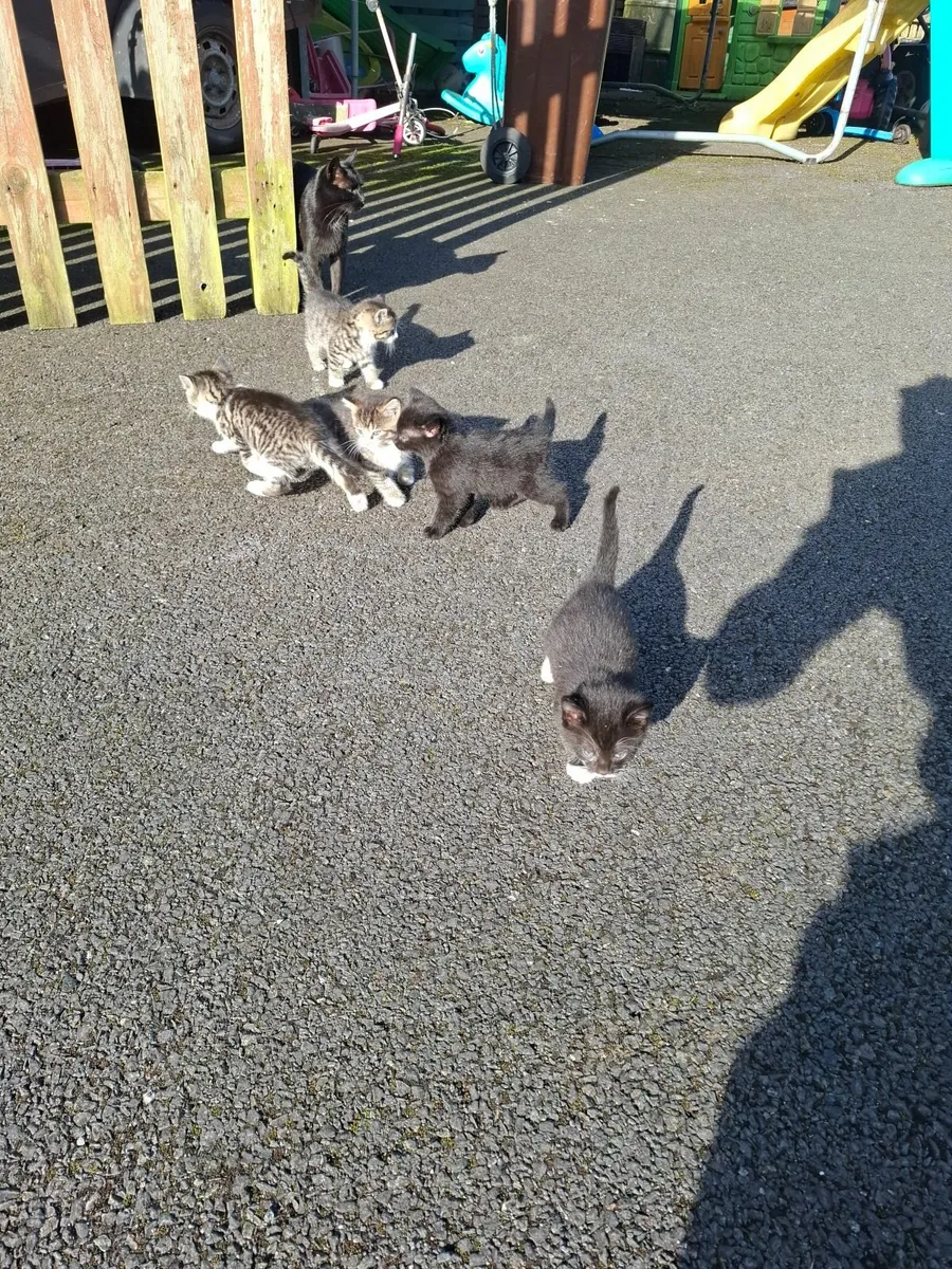 Cats - Image 4
