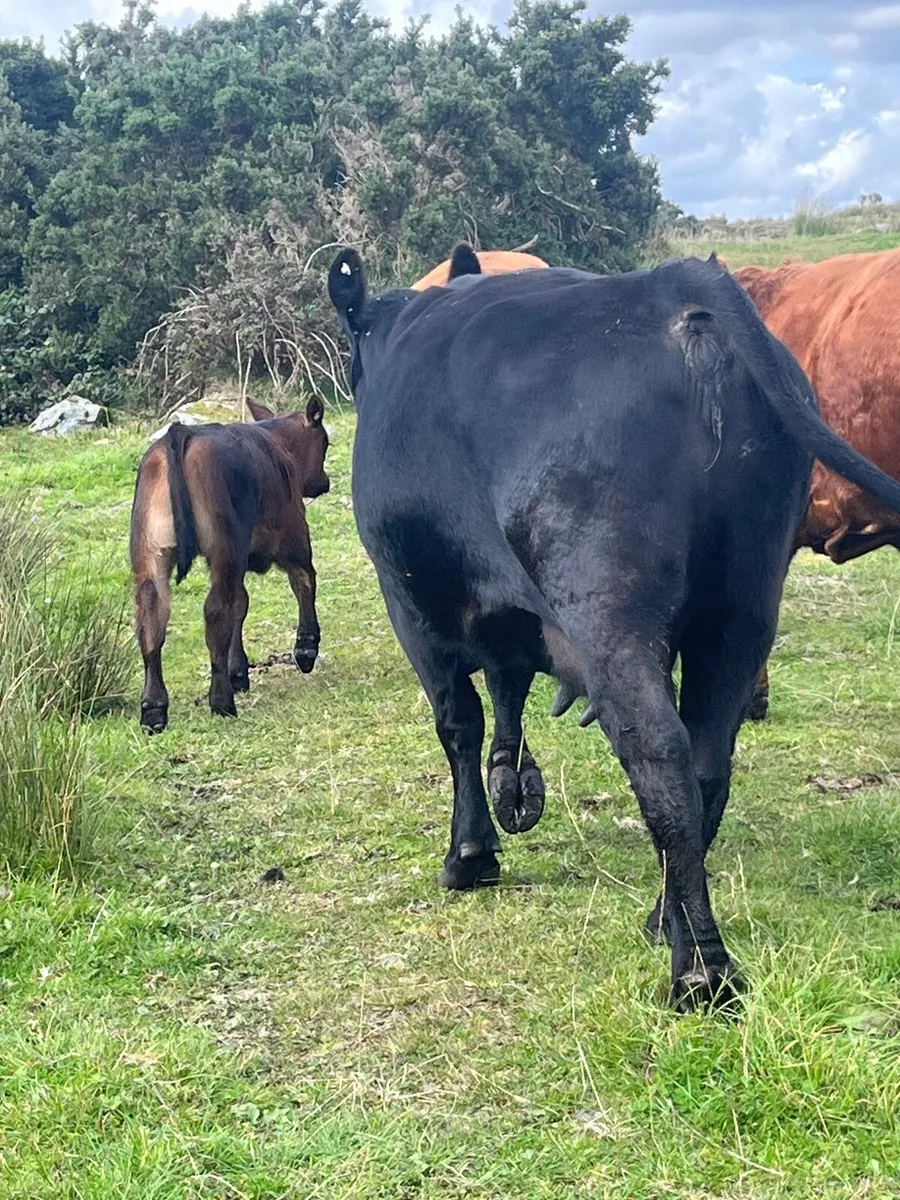 Cow - Image 1