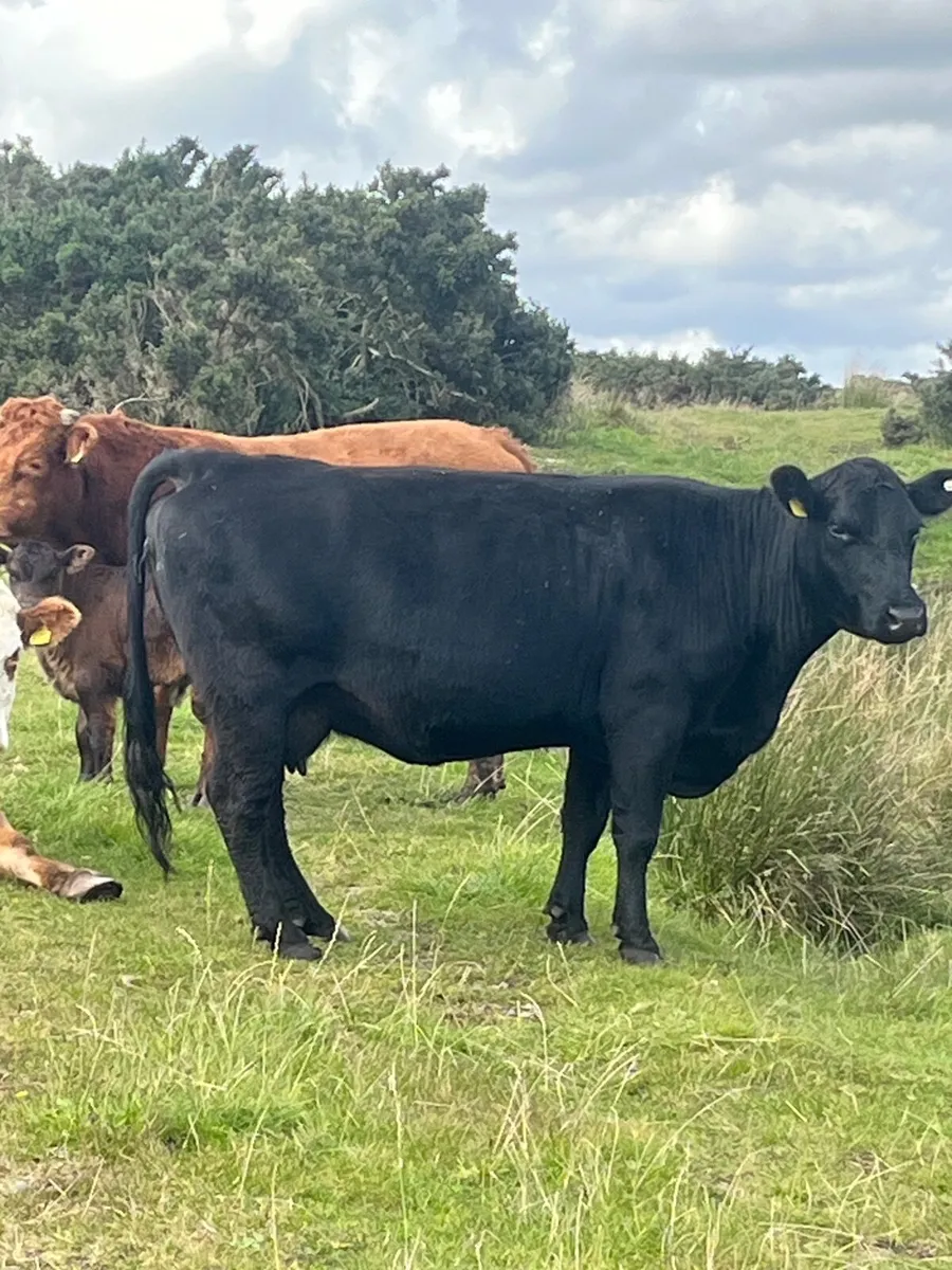 Cow - Image 2