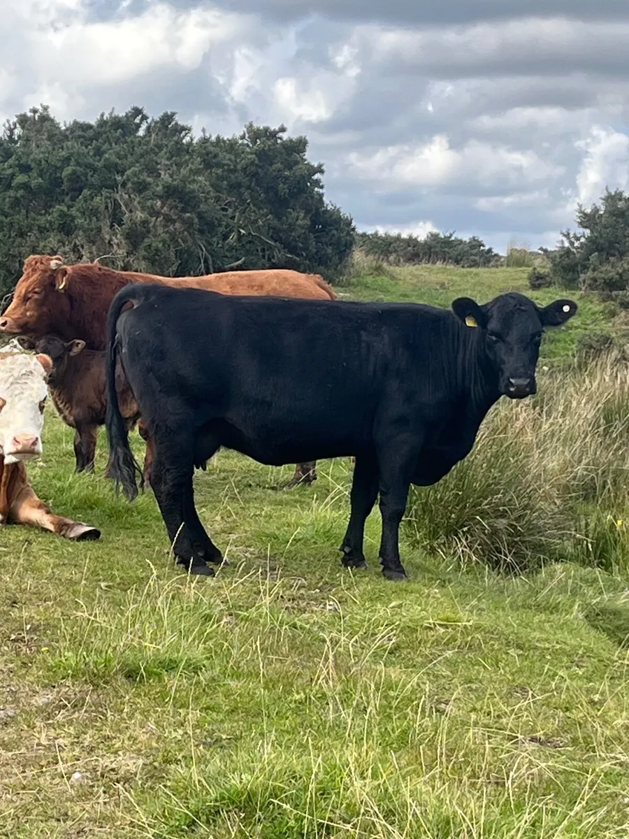 Cow - Image 3