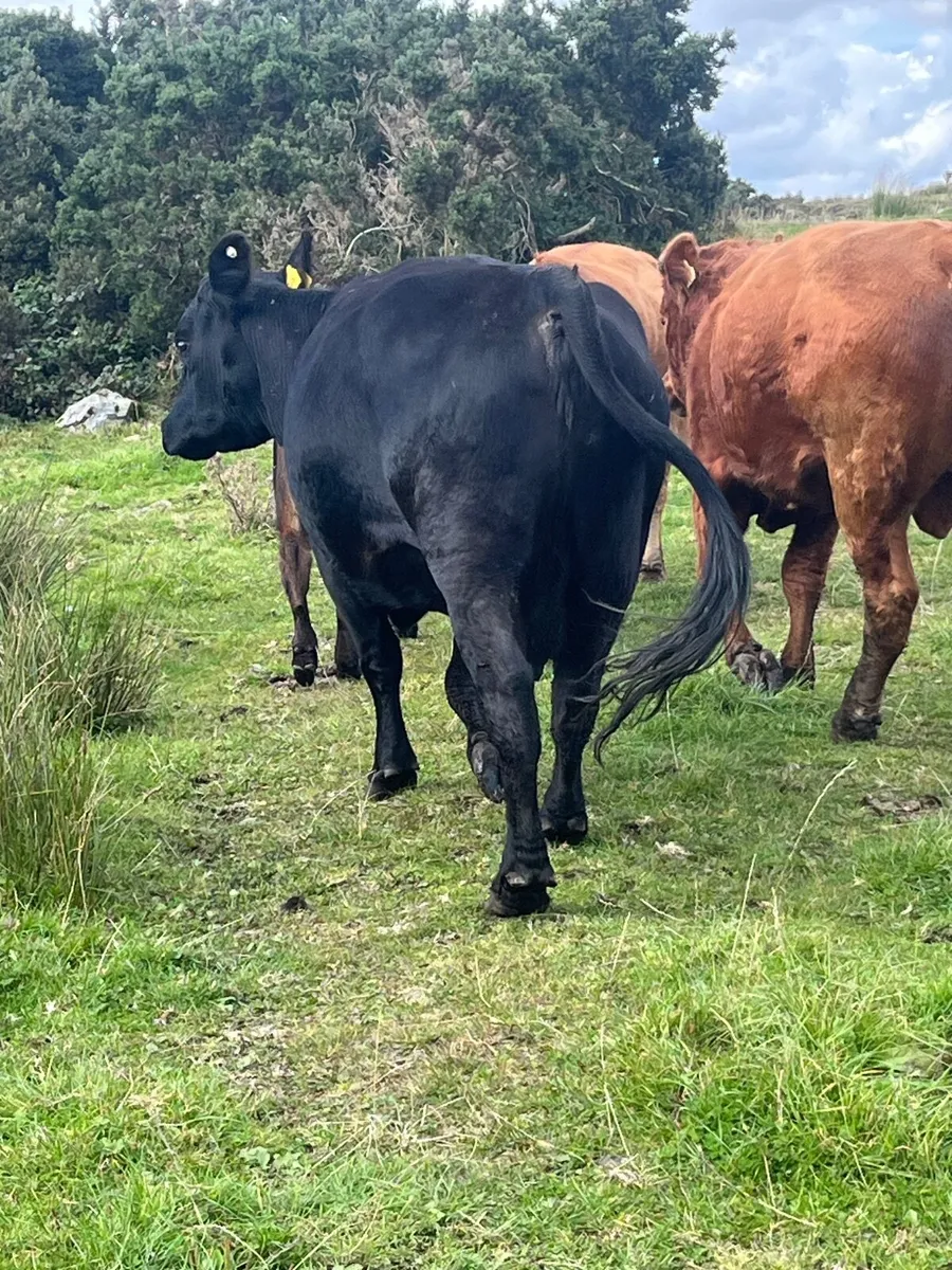 Cow - Image 4