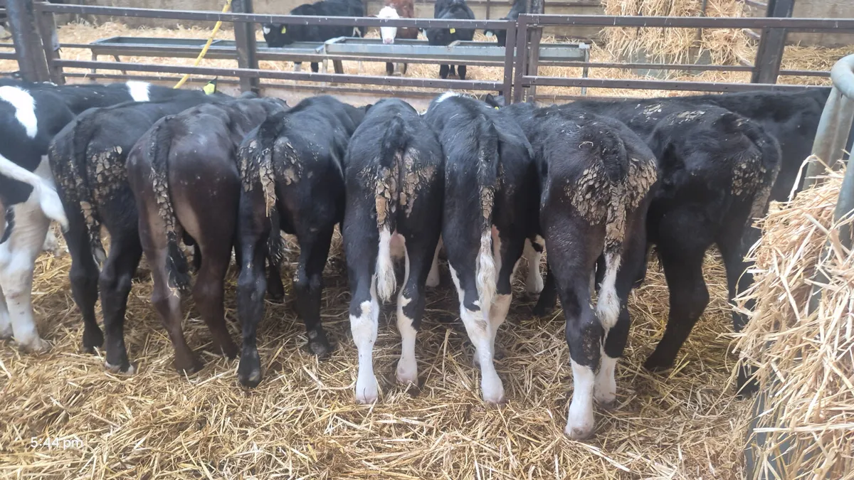 10 Reared Bull calves for sale - Image 3