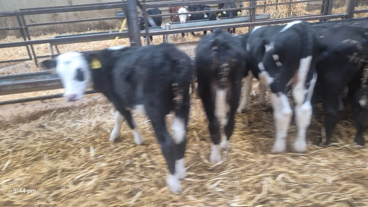 10 Reared Bull calves for sale - Image 4